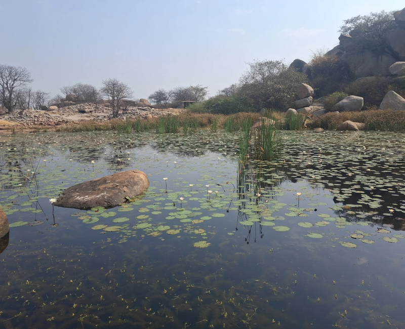 08 - Lotus pond