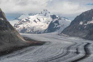 View of the immense Aletsch Glacier curving below green alpine slopes
