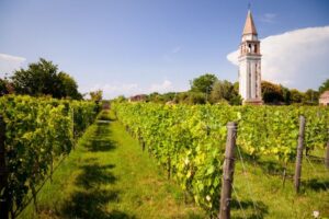 Golden vines of Dorona grapes lining a footpath beside a quiet canal on Mazzorbo